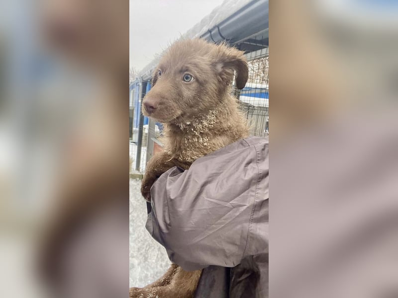 Coco - schüchterner HSH-Mix Welpe sucht Zuhause mit Garten