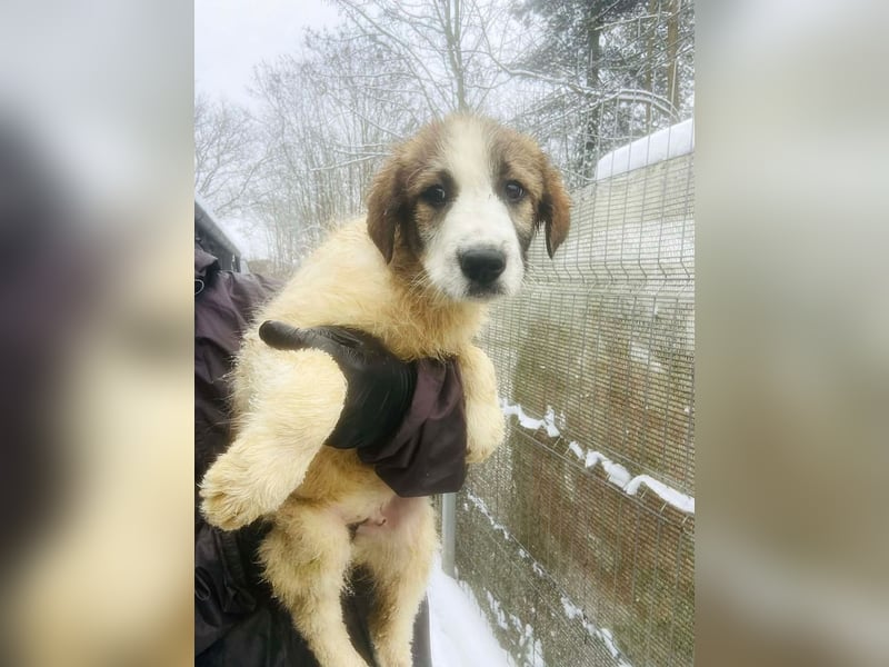 Miki - vorsichtiger HSH-Mix-Welpe sucht ein Zuhause mit Garten