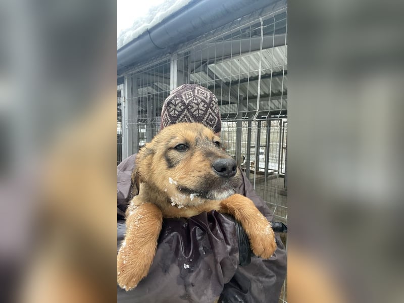 Viola - verspieltes Welpenmädchen sucht Zuhause mit Garten