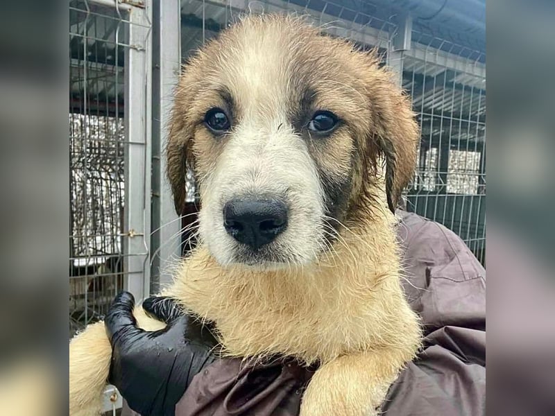 Miki - vorsichtiger HSH-Mix-Welpe sucht ein Zuhause mit Garten