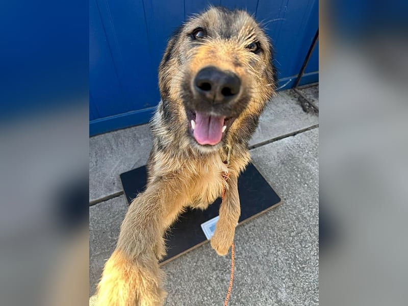 Viola - freundliches, verspieltes Hunde-Mädchen sucht Zuhause mit Garten