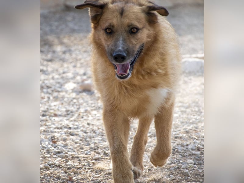 Murray - offener, freundlicher, ruhiger, verträglicher Rüde / z.Zt. noch in Spanien