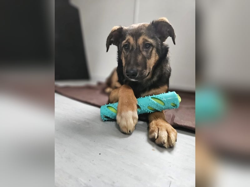 Willow - neugieriges Welpenmädchen sucht Zuhause mit Garten