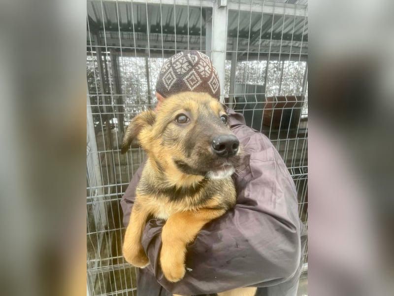 Willow - neugieriges Welpenmädchen sucht Zuhause mit Garten