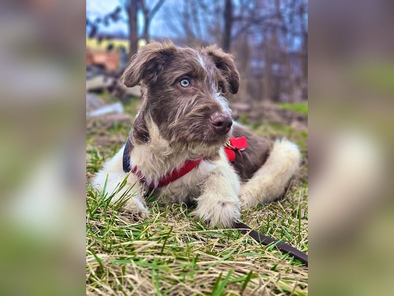 Bamboo - neugieriger, verspielter Welpe sucht Zuhause mit Garten