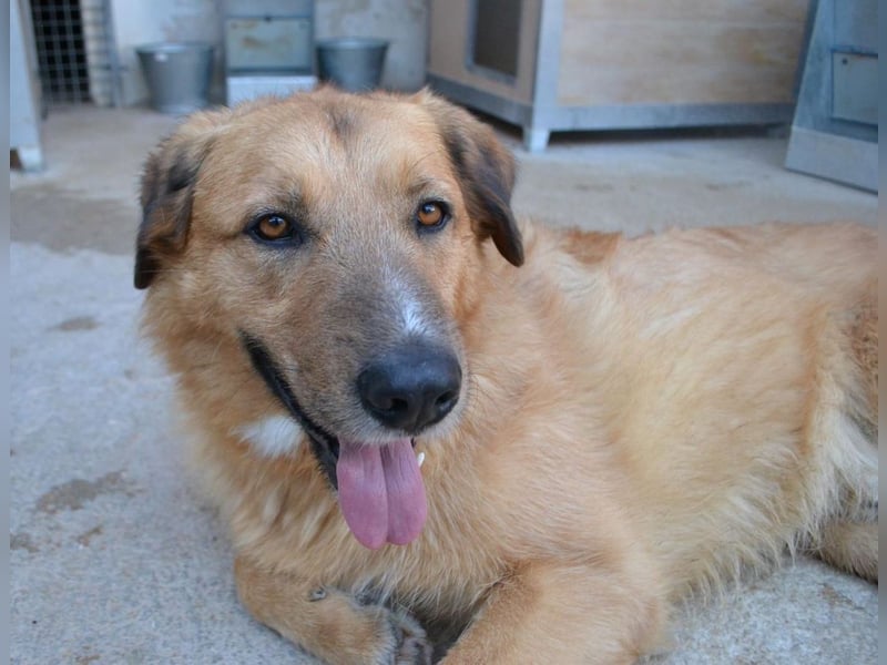 Murray - offener, freundlicher, ruhiger, verträglicher Rüde / z.Zt. noch in Spanien