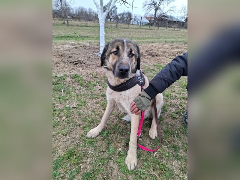 Dusty - freundlicher, verspielter, katzenverträglicher junger Rüde sucht ein Zuhause