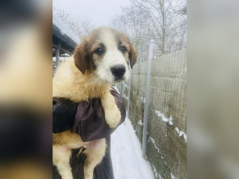 Miki - vorsichtiger HSH-Mix-Welpe sucht ein Zuhause mit Garten