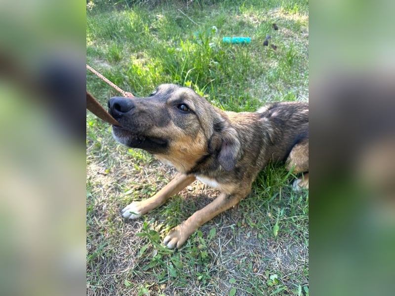 Willow - neugieriges, verspieltes Hunde-Mädchen sucht Zuhause mit Garten