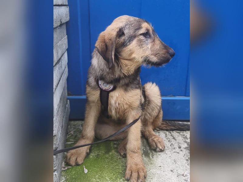 Viola - verspieltes Welpenmädchen sucht Zuhause mit Garten