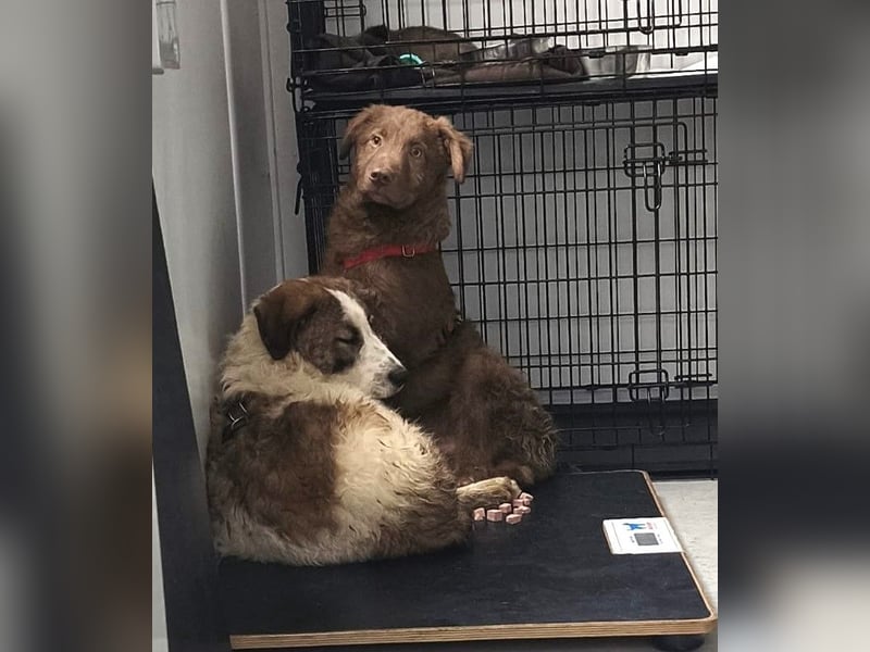 Coco - schüchterner HSH-Mix Welpe sucht Zuhause mit Garten