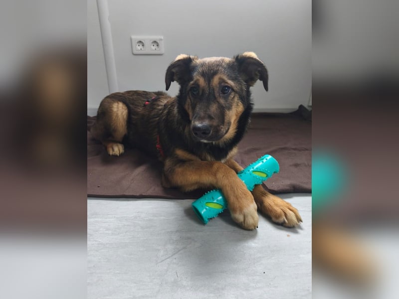 Willow - neugieriges Welpenmädchen sucht Zuhause mit Garten