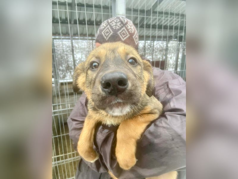 Willow - neugieriges Welpenmädchen sucht Zuhause mit Garten