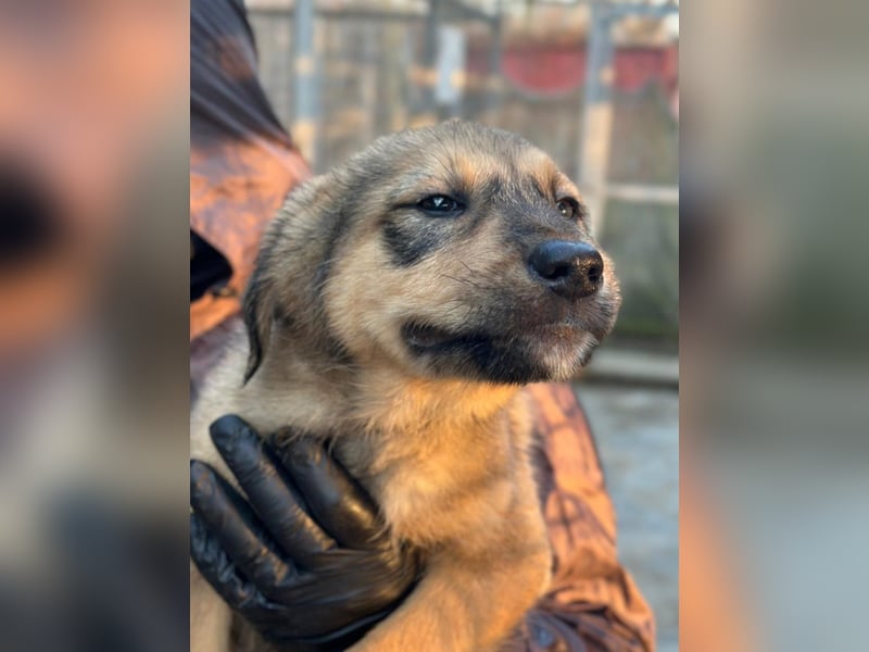 Viola - verspieltes Welpenmädchen sucht Zuhause mit Garten