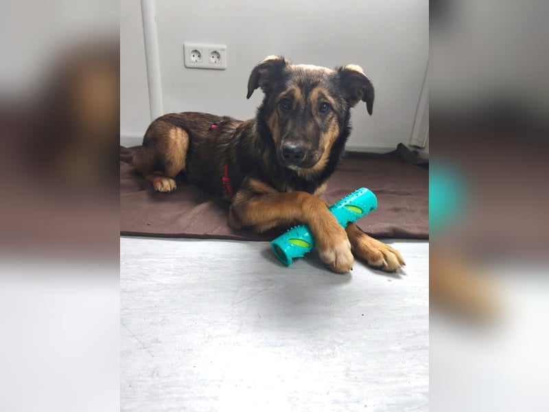 Willow - neugieriges Welpenmädchen sucht Zuhause mit Garten