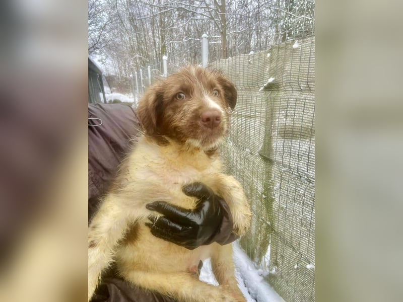 Bamboo - neugieriger, verspielter Welpe sucht Zuhause mit Garten