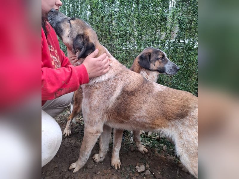 Dusty - freundlicher, verspielter, katzenverträglicher junger Rüde sucht ein Zuhause