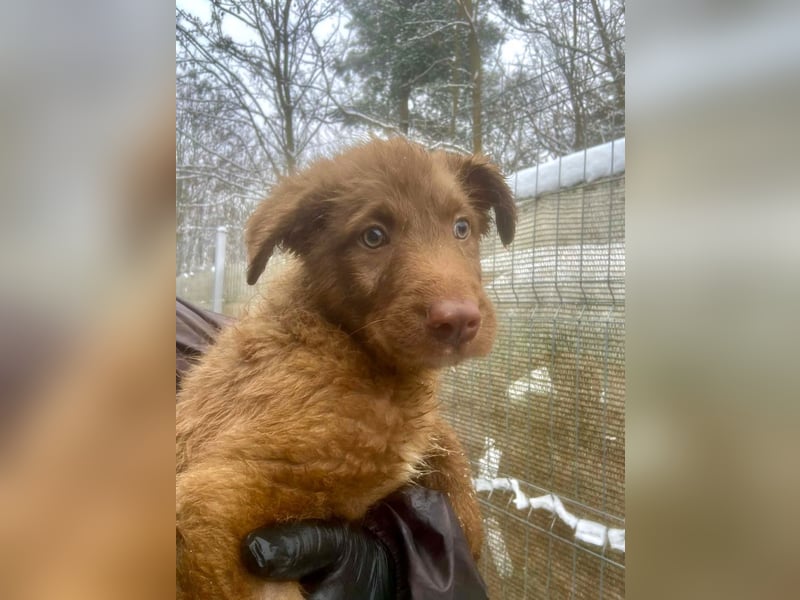 Coco - schüchterner HSH-Mix Welpe sucht Zuhause mit Garten