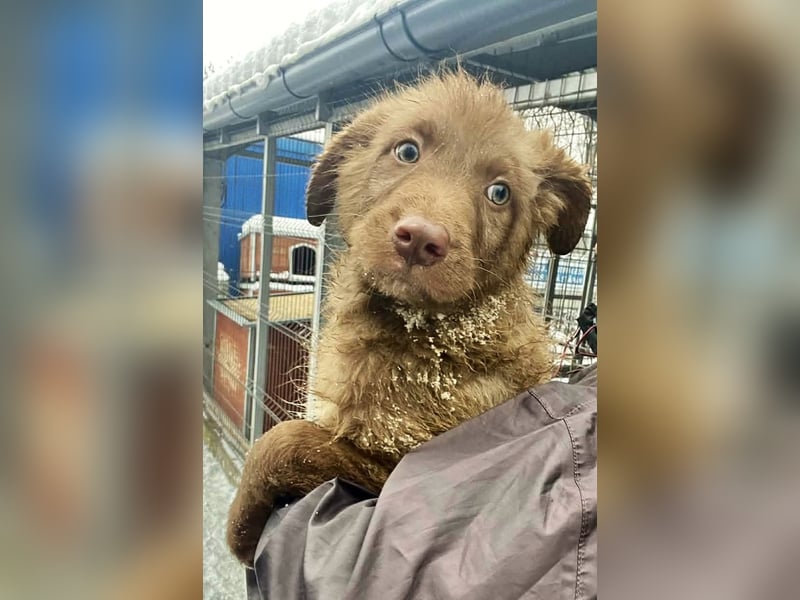 Coco - schüchterner HSH-Mix Welpe sucht Zuhause mit Garten