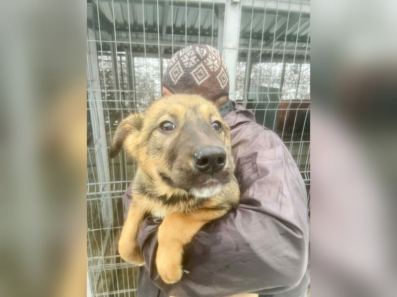 Willow - neugieriges Welpenmädchen sucht Zuhause mit Garten
