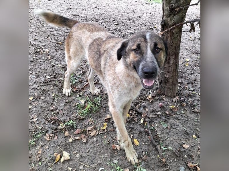 Dusty - verspielter freundlicher, katzenverträglicher junger Mischlingsrüde / z.Zt. noch in Rumänien