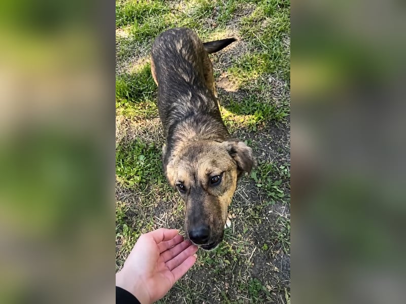 Willow - neugieriges, verspieltes Hunde-Mädchen sucht Zuhause mit Garten