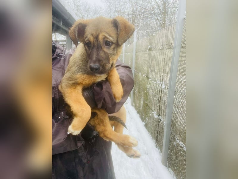 Willow - neugieriges Welpenmädchen sucht Zuhause mit Garten