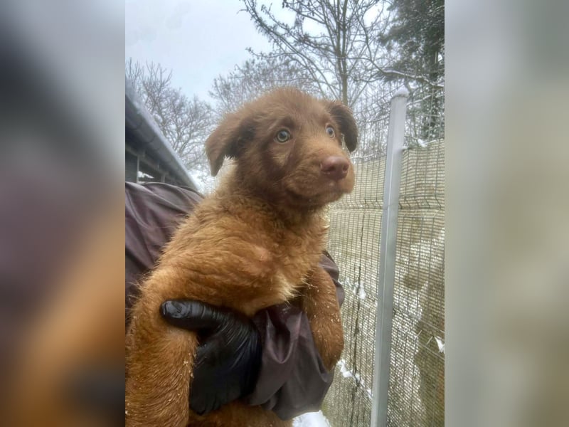 Coco - schüchterner HSH-Mix Welpe sucht Zuhause mit Garten