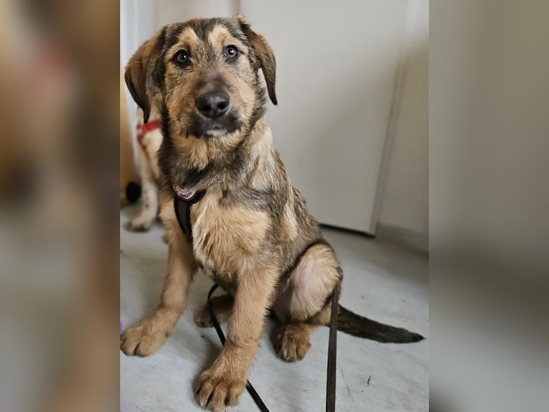 Viola - verspieltes Welpenmädchen sucht Zuhause mit Garten