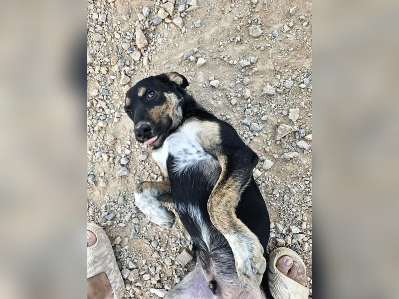 Hercules - erst etwas schüchtern, später anhänglich & verschmust