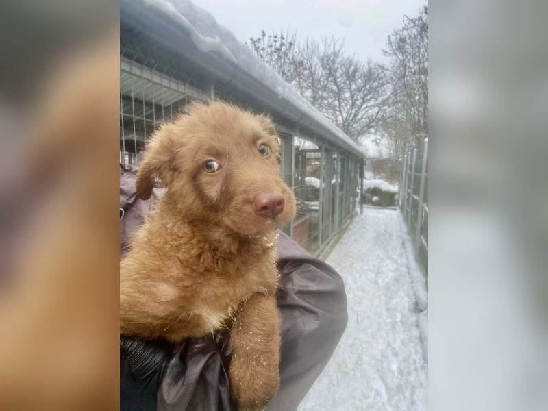 Coco - schüchterner HSH-Mix Welpe sucht Zuhause mit Garten