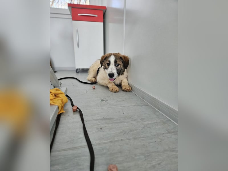 Miki - vorsichtiger HSH-Mix-Welpe sucht ein Zuhause mit Garten