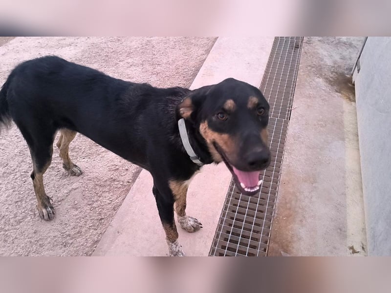Hercules - erst etwas schüchtern, später anhänglich & verschmust