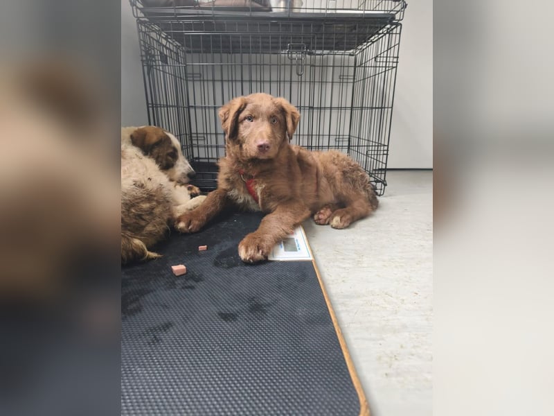 Coco - schüchterner HSH-Mix Welpe sucht Zuhause mit Garten