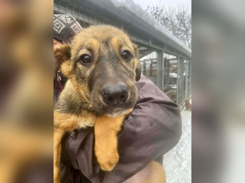 Willow - neugieriges Welpenmädchen sucht Zuhause mit Garten