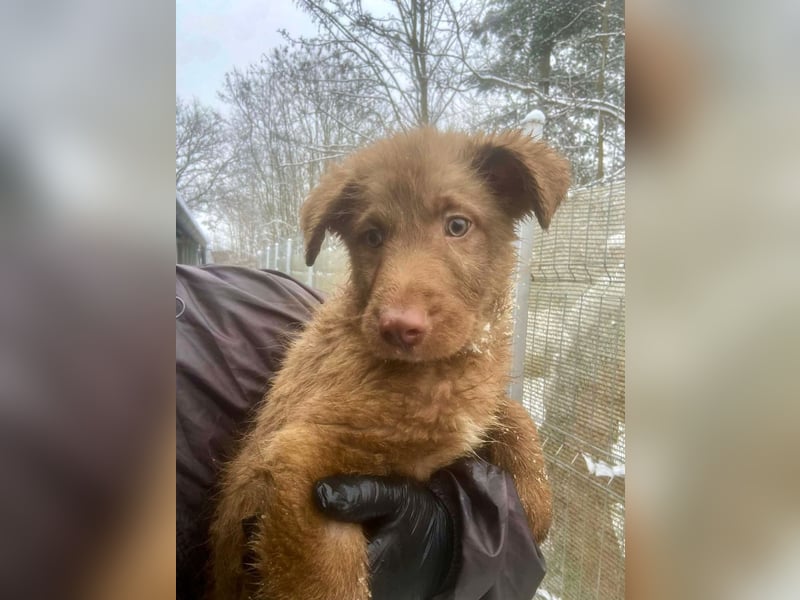 Coco - schüchterner HSH-Mix Welpe sucht Zuhause mit Garten