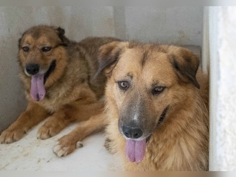 Murray - offener, freundlicher, ruhiger, verträglicher Rüde / z.Zt. noch in Spanien