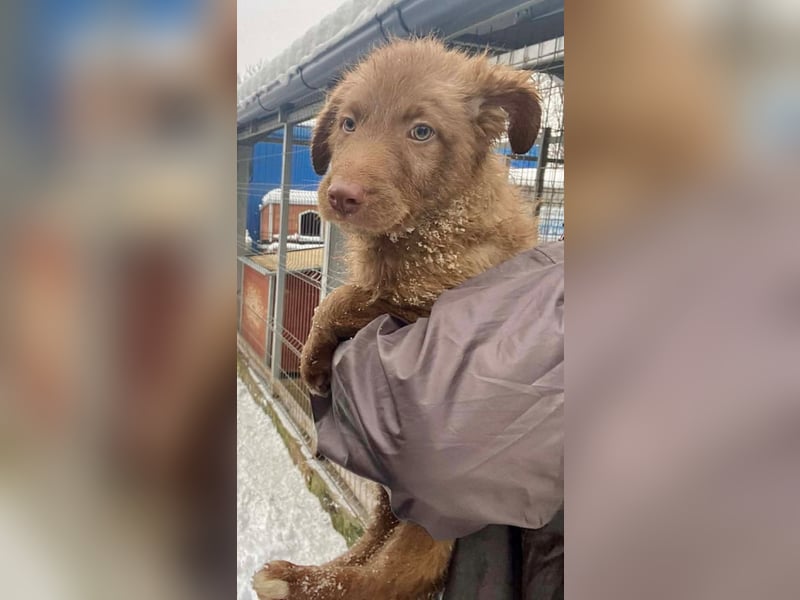 Coco - schüchterner HSH-Mix Welpe sucht Zuhause mit Garten