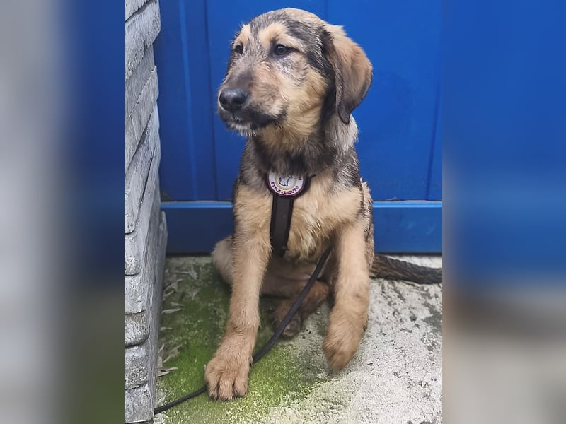 Viola - verspieltes Welpenmädchen sucht Zuhause mit Garten