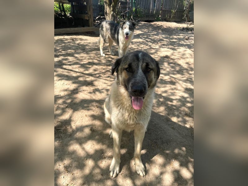 Dusty - verspielter freundlicher, katzenverträglicher junger Mischlingsrüde / z.Zt. noch in Rumänien