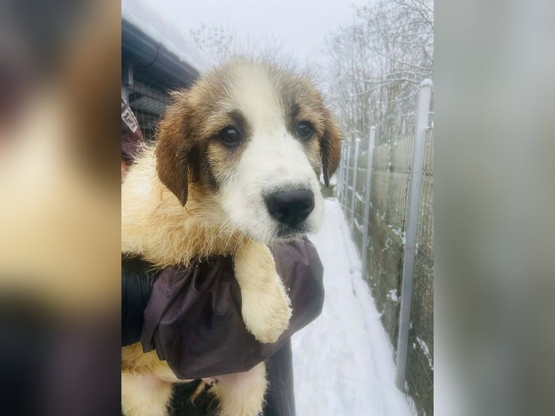 Miki - vorsichtiger HSH-Mix-Welpe sucht ein Zuhause mit Garten