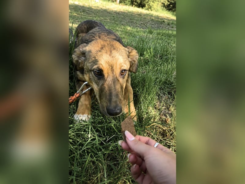 Willow - neugieriges, verspieltes Hunde-Mädchen sucht Zuhause mit Garten