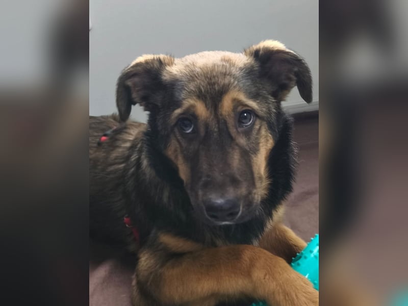 Willow - neugieriges Welpenmädchen sucht Zuhause mit Garten