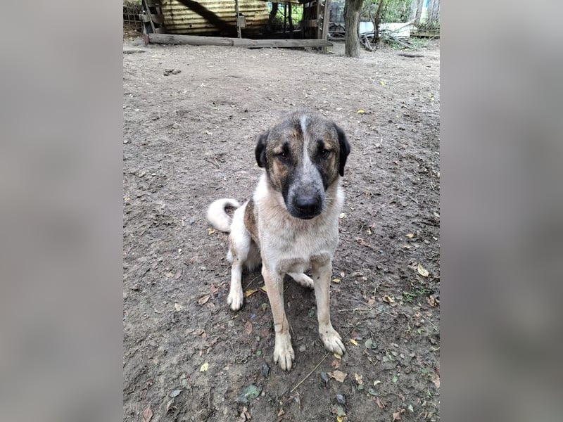 Dusty - verspielter freundlicher, katzenverträglicher junger Mischlingsrüde / z.Zt. noch in Rumänien