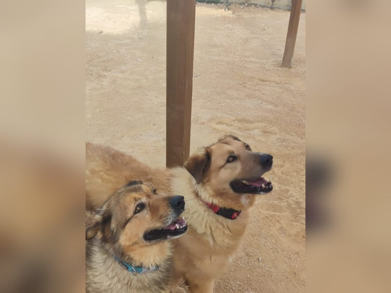 Murray - offener, freundlicher, ruhiger, verträglicher Rüde / z.Zt. noch in Spanien