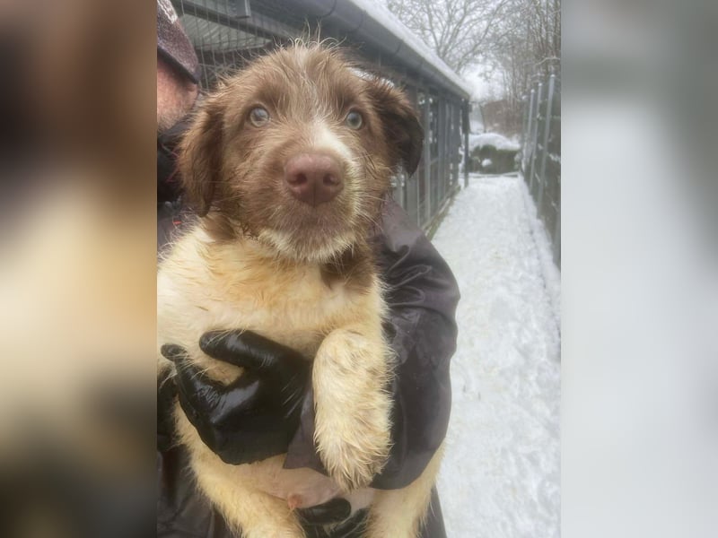 Bamboo - neugieriger, verspielter Welpe sucht Zuhause mit Garten