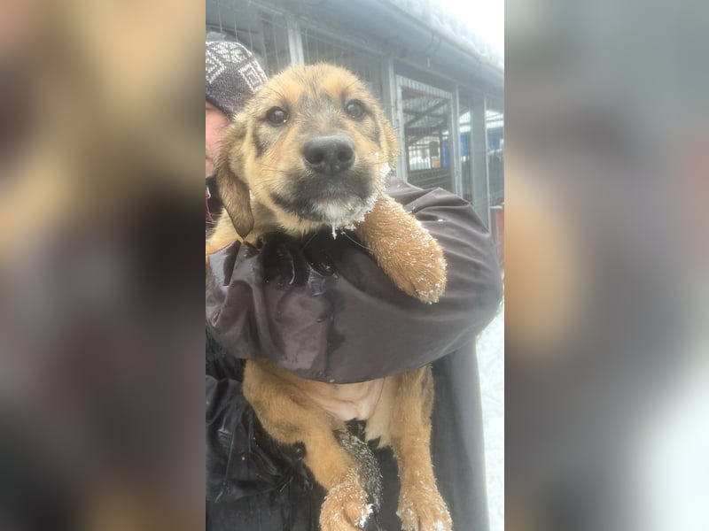 Viola - verspieltes Welpenmädchen sucht Zuhause mit Garten