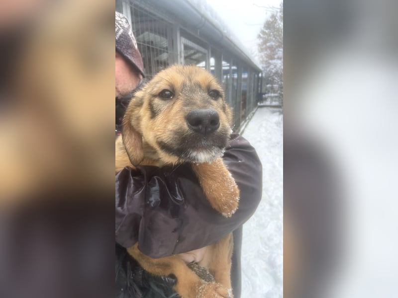 Viola - verspieltes Welpenmädchen sucht Zuhause mit Garten