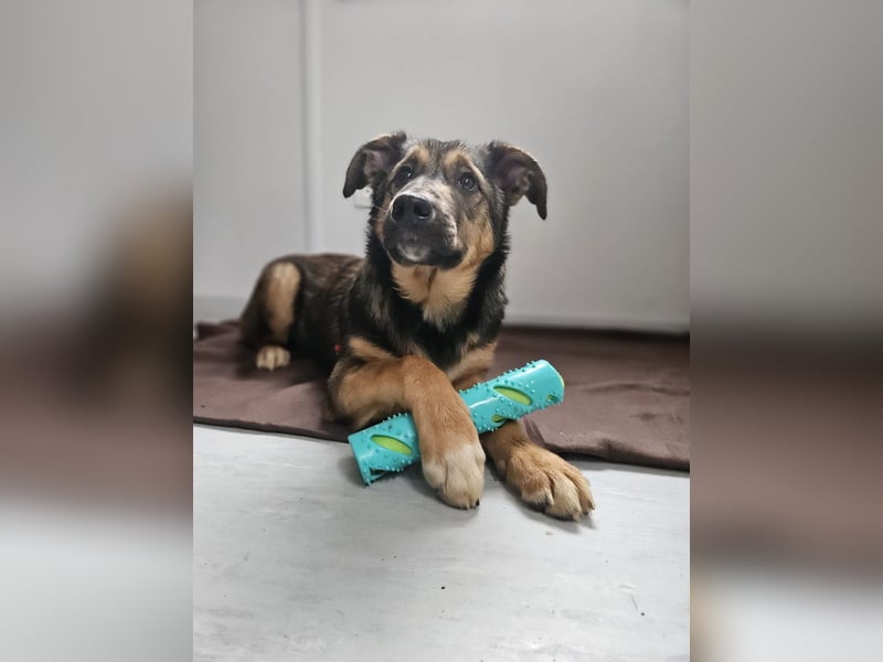 Willow - neugieriges Welpenmädchen sucht Zuhause mit Garten