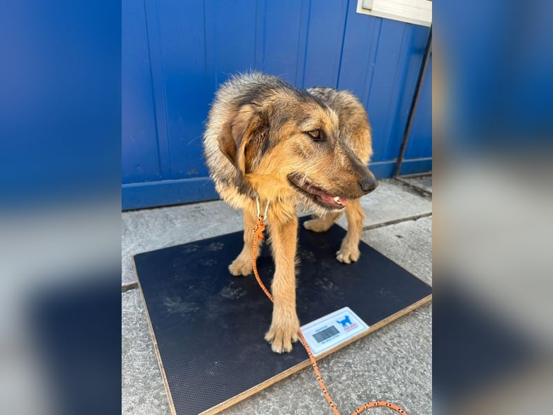 Viola - freundliches, verspieltes Hunde-Mädchen sucht Zuhause mit Garten